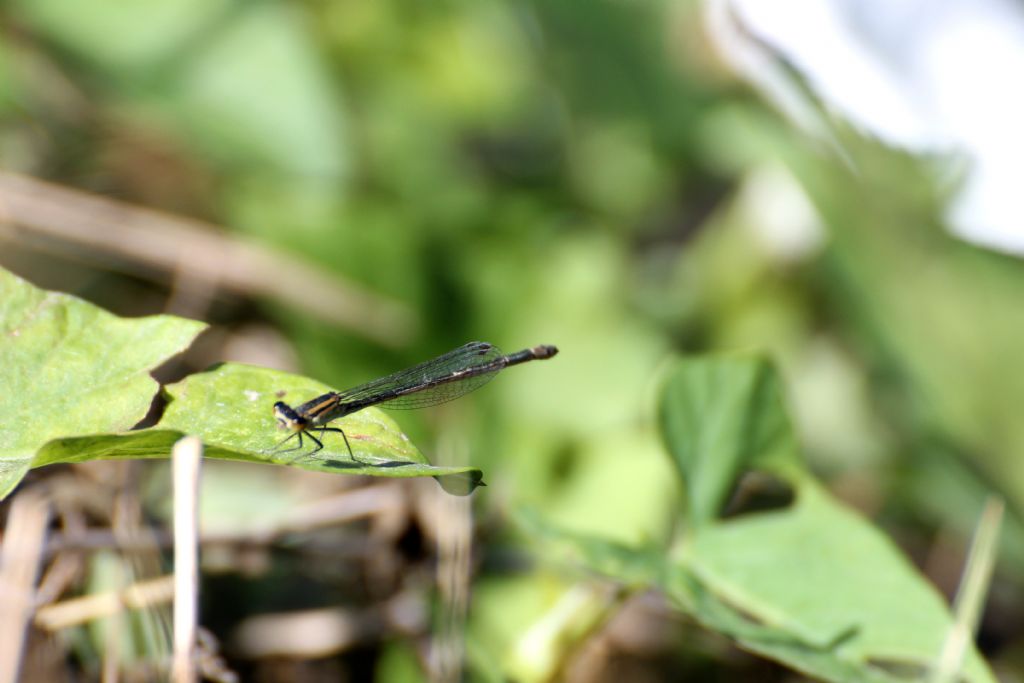 Ischnura elegans:  maschi e femmine